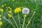 Dandelion flower. The life cycle of a dandelion. Stages of development of a dandelion