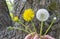 Dandelion flower. The life cycle of a dandelion. Stages of development of a dandelion
