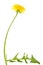 Dandelion flower with long stem