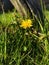 Dandelion flower looking beautifuly im afternoon