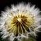 dandelion flower macro close up with shallow depth of field.