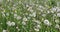 Dandelion flower in meadow