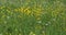 Dandelion flower in meadow