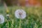 Dandelion flower in meadow seeds head in field fluffy blow ball