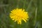 Dandelion flower with messy hair