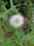 Dandelion flower plant