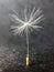 Dandelion Flower Plant Seed Fluffy Summer Background Black White Detail Nature Meadow