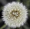 Dandelion flower pollen