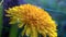 Dandelion flower ray florets detail