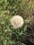 Dandelion flower that is ready to blow away