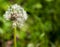 Dandelion Flower seed ball Full Frame Macro Photography