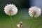 Dandelion Flower Seed Head Blowball