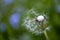 Dandelion flower seedhead, wind dispersing