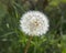 Dandelion flower seeding