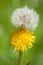 Dandelion - Flower and Seedpod