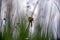 Dandelion flower with seeds ball close up