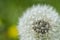 dandelion flower with seeds ball close up in blue bright turquoise background horizontal view