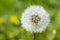 dandelion flower with seeds ball close up in blue bright turquoise background horizontal view