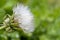 A dandelion flower is slowly opens