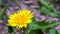 Dandelion flower and some leaves