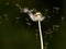 Dandelion Flower Spreading Seeds in the Wind