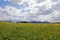 Dandelion flower in the spring before the snowy Alps