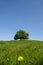 Dandelion flower and tree