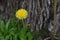 Dandelion Flower Tree Bark Background