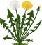 Dandelion flower. Vector