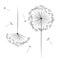 Dandelion flower for your design