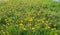 Dandelion flowering in field at spring