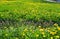 Dandelion flowering in field at spring