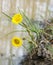 Dandelion flowers