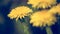 Dandelion flowers