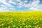 Dandelion Flowers Field Landscape, Yellow Dandelions Blossom