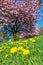 Dandelion flowers on green meadow in front of pink flowering tree