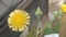 dandelion flowers grow in the garden, are yellow, grow in the yard, weeds that flower beautifully, make the garden more beautiful