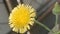 dandelion flowers grow in the garden, are yellow, grow in the yard, weeds that flower beautifully, make the garden more beautiful