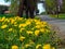 Dandelion flowers growing along a country road