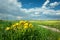 Dandelion flowers growing in the foreground, fields and bright clouds on blue sky