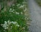 Dandelion flowers beside hicking path