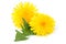 Dandelion flowers with leaf, isolated