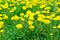 Dandelion flowers on a meadow