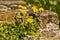 Dandelion flowers on rock background