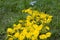 Dandelion flowers are scattered from a glass jar in the form of a yellow path on a background of green grass. Spring decor