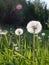 Dandelion flowers with seeds at hayfield