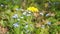 Dandelion flowers sway in the wind.