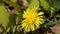 Dandelion flowers sway in the wind.