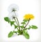 Dandelion flowers, vector icon