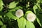 Dandelion flowers are white and fluffy with ripe seeds ready to fly away when the wind blows.